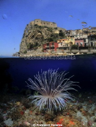 Double exposure. Big cerianthus. by Francesco Pacienza 